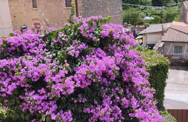 La Bouganville e Il Gelsomino - Foto 46