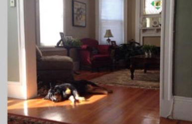 Private room MUST LOVE DOGS - Foto 6