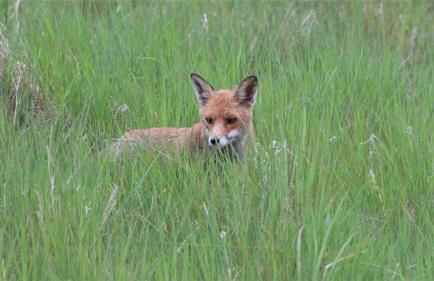Ferienwohnung Sonnenblick - Foto 12