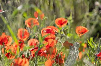 NUIKI Lodges - Gites - Foto 136