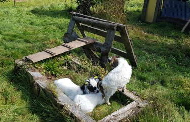 Ferienhof Ziegler - Studio Fingerhut - Foto 22