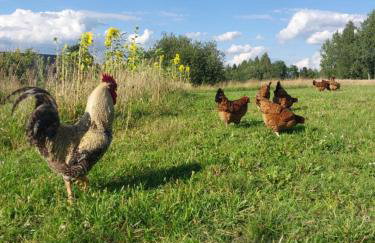 Dom Malinowy Stok - Foto 17