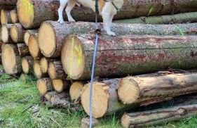 Tiny House - Auszeit im Wald am Badesee - Foto 44