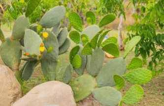 Sicily Stone Cottage with swimming pool - Foto 57