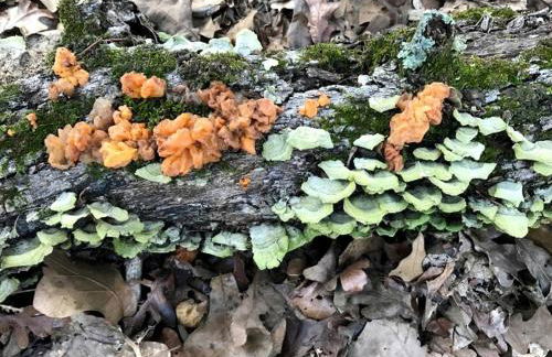 Romantic Cottage Rental on a Beautiful Farm in the Countryside near Austin, Texas - Photo 21