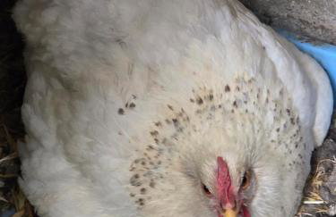 Chez Patricia en Beaujolais - Foto 49