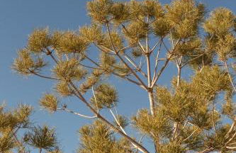 3 Bedroom Ranch -Hot Tub -Walk to P&H and Red Dog - Foto 52