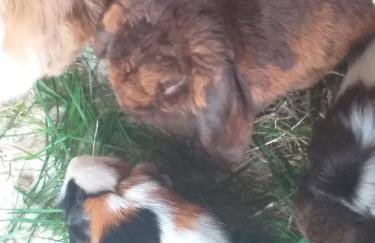 The LITTLE HOUSE in HULL - Foto 51