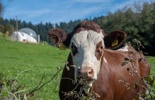 Hansjörgenhof Bioland-Hof - Foto 22
