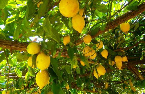 Villa En Rose - Foto 29