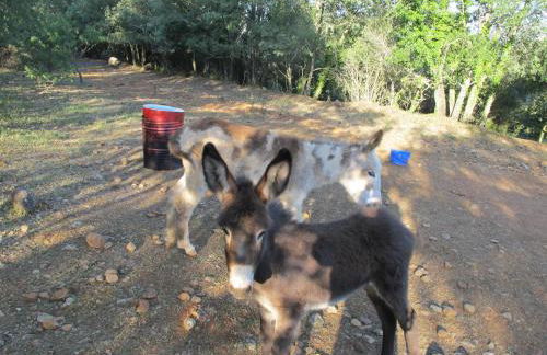 El Ensueño - Photo 22