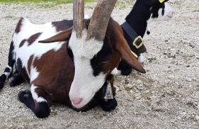Ferienwohnung im Gartenparadies - Foto 24