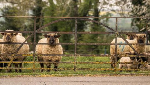 Knapp Cottage - Foto 3