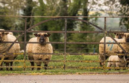 Knapp Cottage - Foto 3