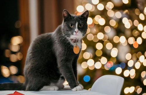 Kiton House - Foto 28