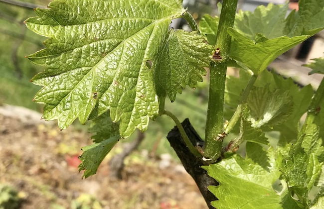 Vald'arêgos Douro Turismo Rural - Foto 33