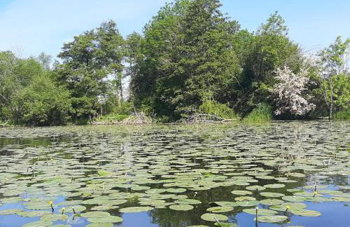 Havelstern Ketzin, Ferienhaus Zander - Foto 16