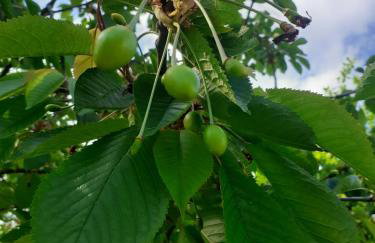 Sleeping Harsz - Foto 16