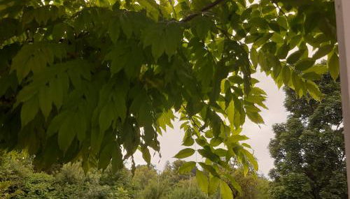 City Apartment Tübingen-Lustnau - Foto 5, Garden