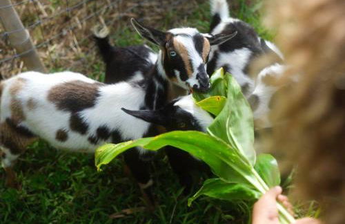 Jasmine Suite on Lush farm in Haiku, Maui jungle - Photo 77