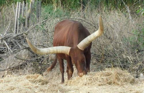 La Maison CANTHEZ Wifi - Foto 59