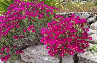 Rilia Cottagehouse - Foto 18