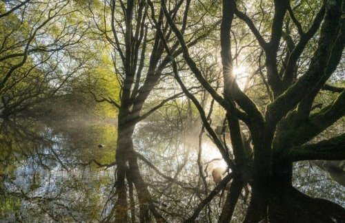 Swan Landing - Photo 19