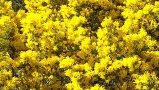 Pomme de Pin et Mimosa - Foto 5, Garden