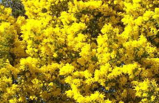 Pomme de Pin et Mimosa - Foto 5