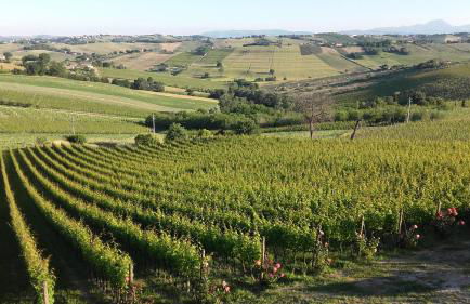 B & B Il Sicomoro - Foto 37