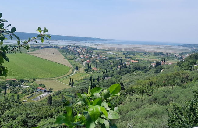 Apartments Milok - Foto 49