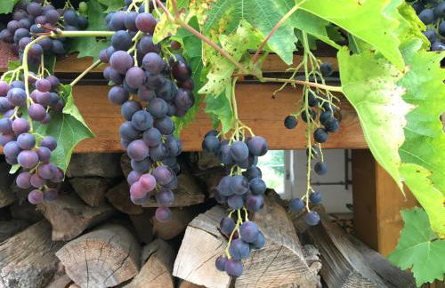 FeWo „Zum Napoleonstein“ - Foto 77