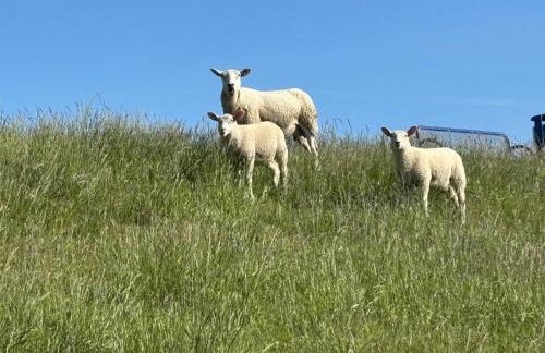 Dünenzauber - Neues Apartment mit Sauna in Strandnähe - Foto 34