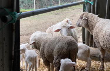 Casinha à Porta - Foto 59