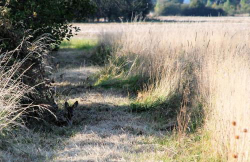 Barnham Court Farm - Photo 14