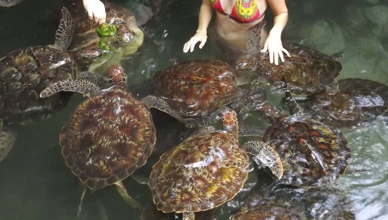 Bagno con le tartarughe