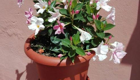 Casa Ofelia - Foto 2