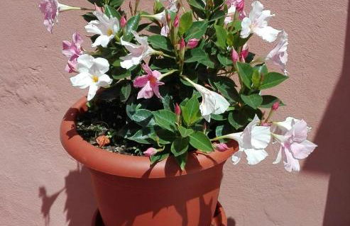 Casa Ofelia - Foto 2