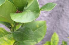 La casa di Aurora - Foto 16