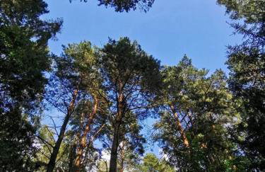 Okno na las - Foto 21