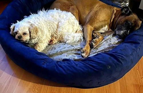 Eifel Urlaub mit Hunden Ferienhaus Schwalbennest Schalkenmehren - Foto 37