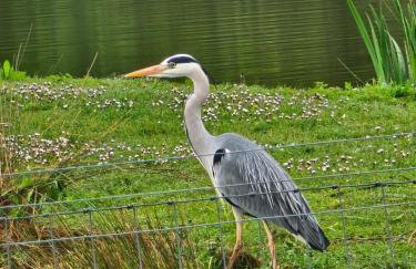 Lakefront Lodge with Hot Tub - Muscovy Lodge - Foto 15