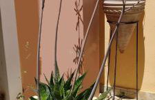 Ellora Suite - Foto 70