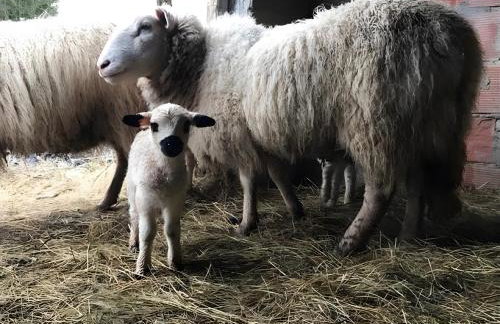 Gîte À La Ferme - Le Perchoir - Foto 20