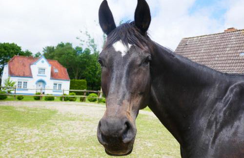 Refugium im Nordseewind - Foto 26