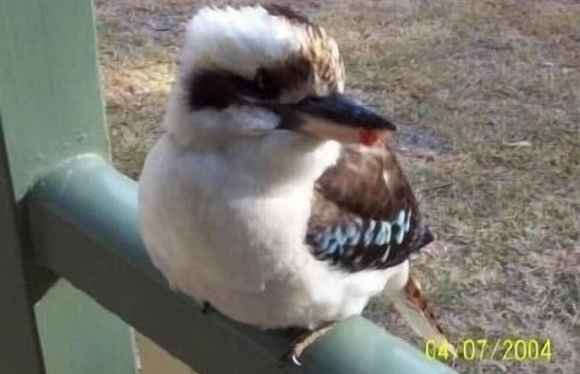 Goomburra Forest Retreat - Foto 6