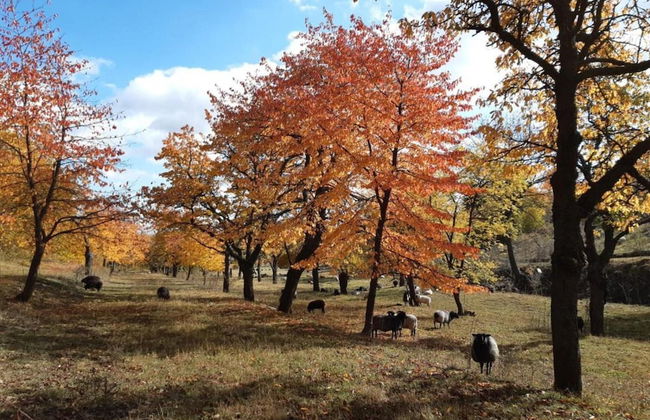Holiday Home in Forest With Private Pool - Foto 31