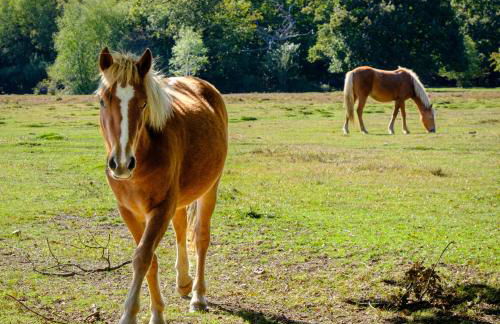 Henrow House Lymington 4 Bed Detached Home with Hot Tub - Foto 50