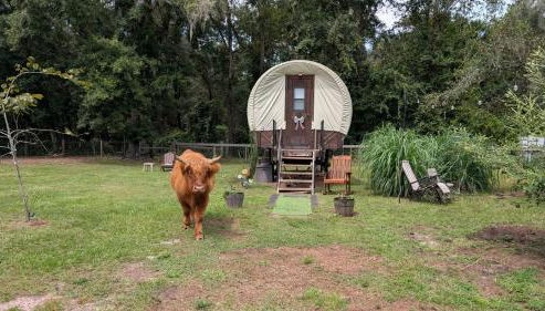 Highland Cow Glamping in a Cozy King Bed Wagon - Foto 2