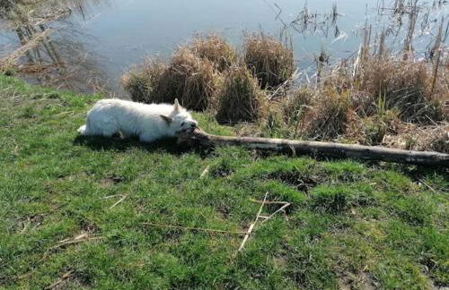 Ferienwohnung mit Terrasse in Kropelin - Foto 28
